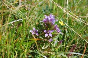 gentiana engadinensis