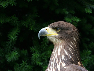 Eagle portrait