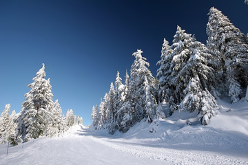 Fototapeta na wymiar Snow Trees