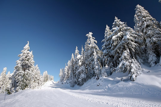 Snow Trees