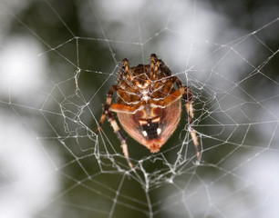 spider