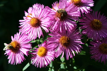 blumen