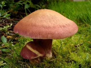 Red Fungi