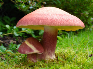Two red mushrooms