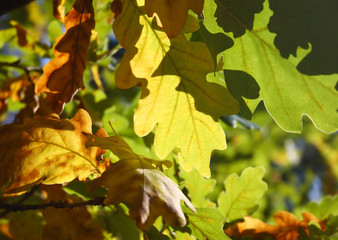 Oak leaves background