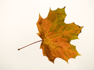 autumn leaf