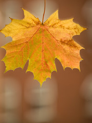 autumn leaf