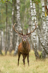 cerf male brame
