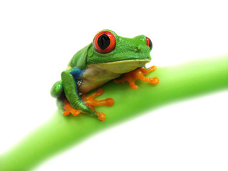 frog closeup on white