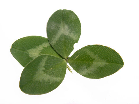 four-leaf trefoil