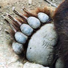 A Grizzly Bear Paw - 4544536