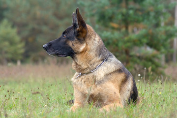 attentive sheep-dog laying in grass