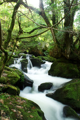 Obraz premium Golitha falls in Cornwall