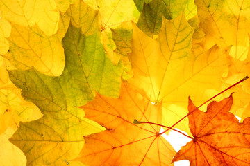 Naklejka na ściany i meble Jesień spadek liści