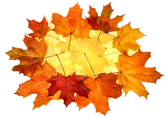 Naklejka na ściany i meble Autumn fall leaves