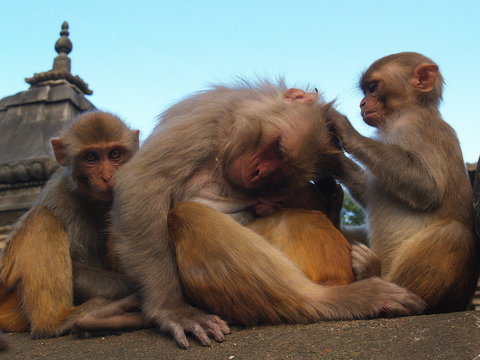 Monkeys at Kathmandu Temple