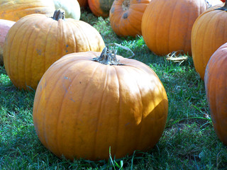 Pumpkin Patch