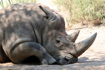 Obraz premium Rhinoceros