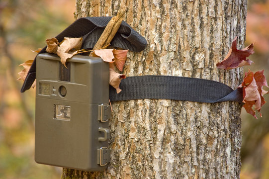 camera  attached to a tree, used by hunters to spy wild animals 