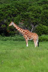 Giraffe