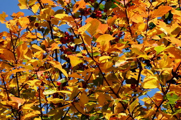 Herbstbaum in malerischen Farben