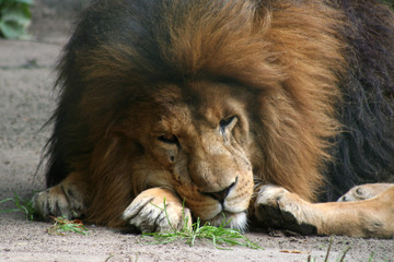 Plakat zmęczony lion