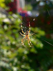 Arachnida