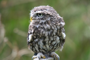 Little Owl