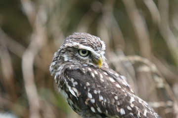 Little Owl