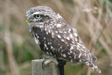 Little Owl