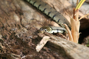 Grass Snake