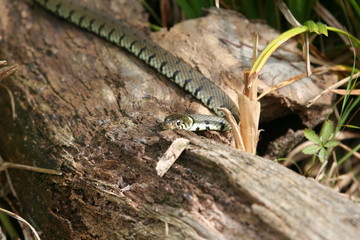 Grass Snake