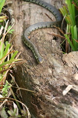 Grass Snake