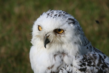 Snowy Owl