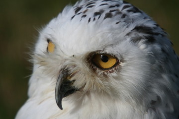 Snowy Owl
