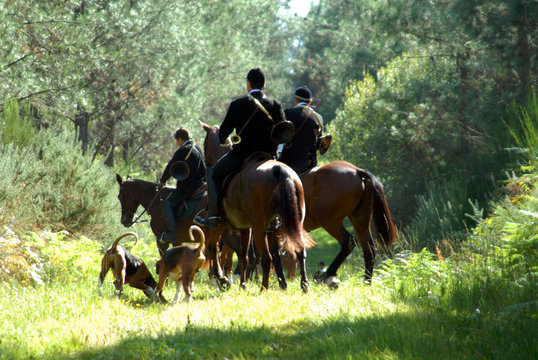 chasse &agrave; courre au chevreuil