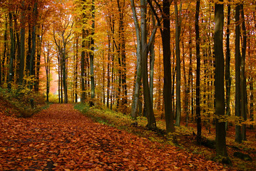 Forêt d'automne