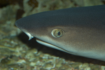 Fototapeta premium shark