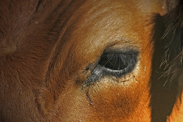 Naklejka premium portrait of cow