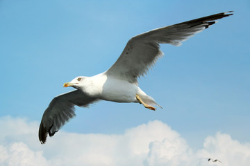 gull