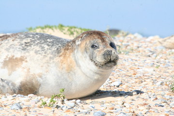 Grey Seal