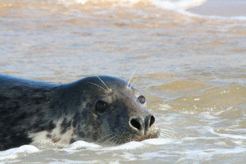 Grey Seal