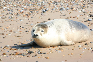 Grey Seal