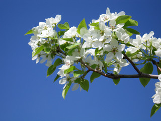 flowers of apple-tree