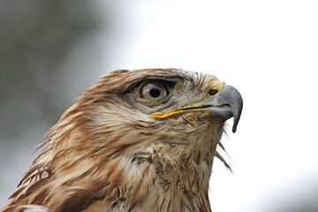 aigle2