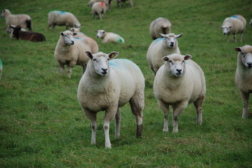 Obraz premium Schaafweide