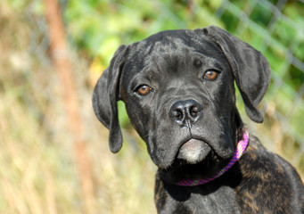 chiot mastiff italien