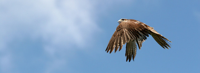 vol a plume © Frédéric Prochasson