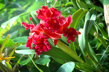 Red Orchid