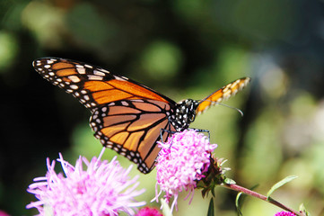Obraz premium Monarch Butterfly
